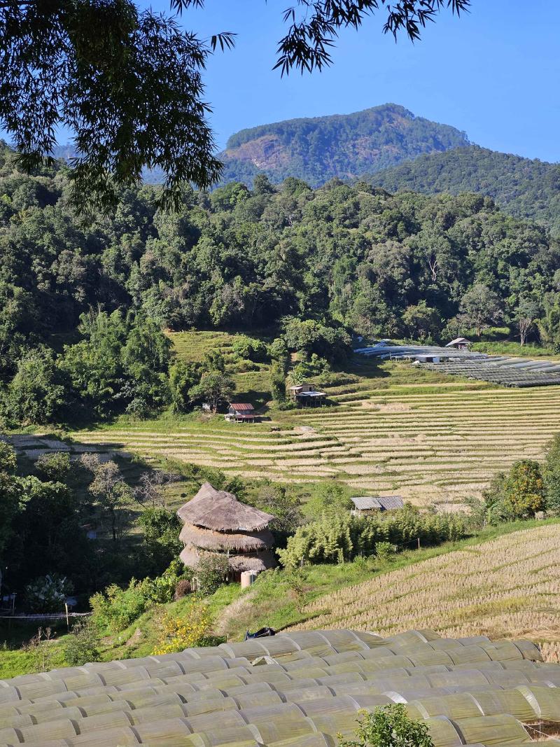 Rice Fields
